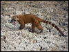 sth_american_coati_203347