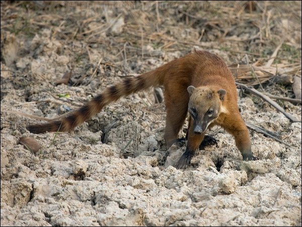 South American Coati sth_american_coati_203343.psd