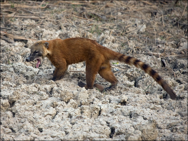 South American Coati sth_american_coati_203347.psd