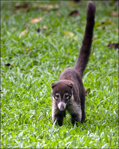 White-nosed Coati white_nosed_coati_112828.psd