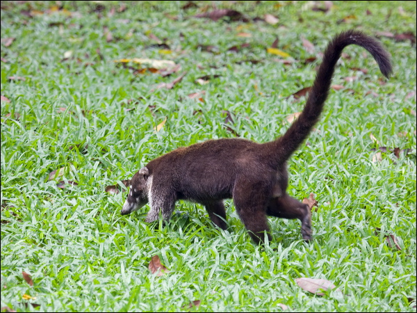 White-nosed Coati white_nosed_coati_112833.psd