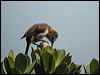 cape_sugarbird_04380