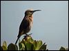 cape_sugarbird_04382