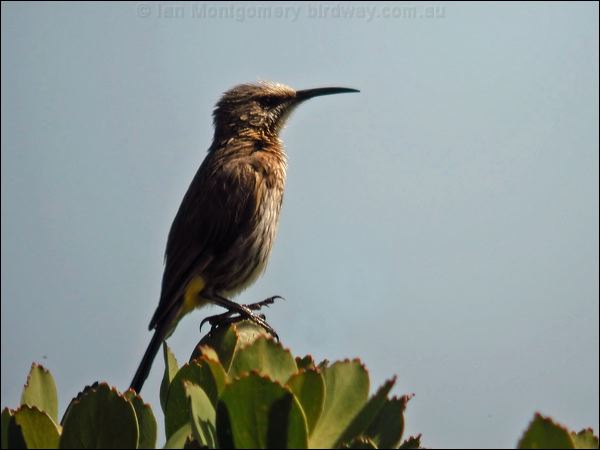 Cape Sugarbird cape_sugarbird_04382.psd