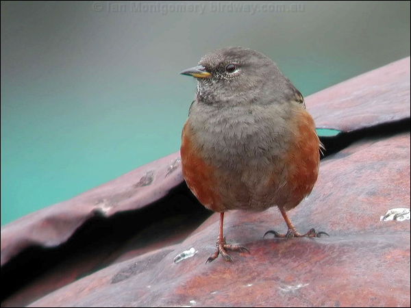 Alpine Accentor alpine_accentor_17431.jpg