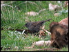 hedge_accentor_161635