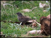 hedge_accentor_161638
