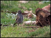hedge_accentor_161644