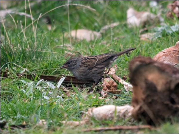 Dunnock/Hedge Accentor hedge_accentor_161635.psd