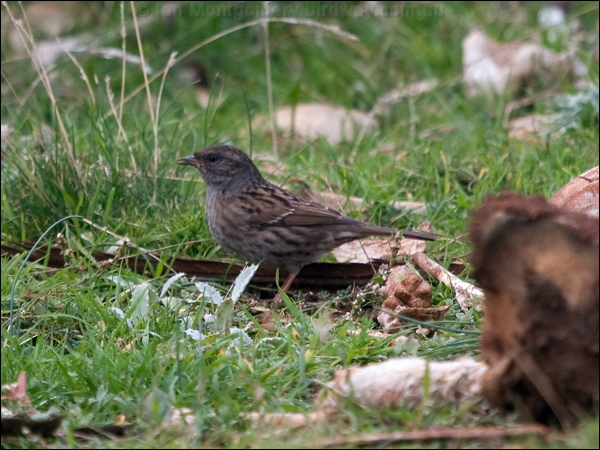 Dunnock/Hedge Accentor hedge_accentor_161638.psd