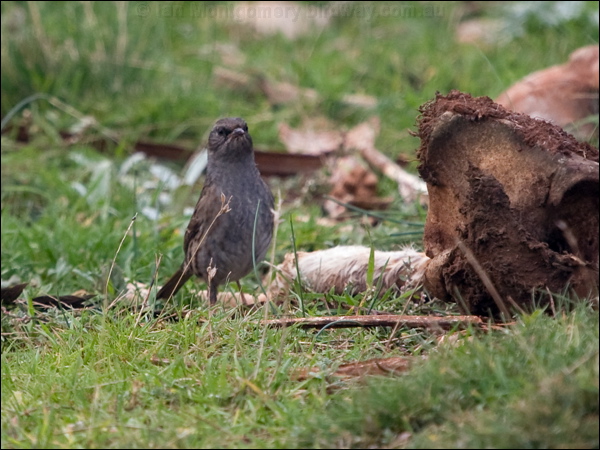 Dunnock/Hedge Accentor hedge_accentor_161644.psd