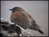altai_accentor_17389