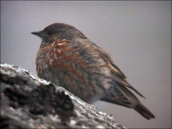 Altai Accentor altai_accentor_17389.jpg