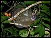 greenringtailpossum_156580