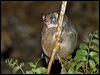 greenringtailpossum_156586