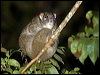 greenringtailpossum_156589