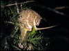 greenringtailpossum_36409
