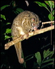greenringtailpossum_36479
