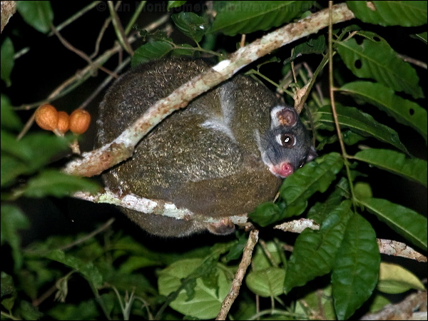 Green Ringtail Possum greenringtailpossum_156580.psd