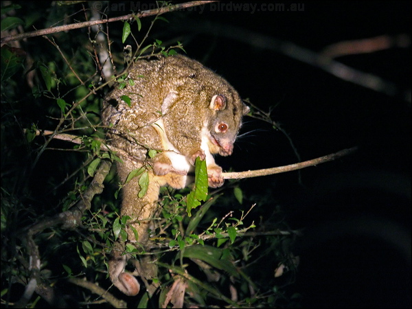 Green Ringtail Possum greenringtailpossum_36409.psd