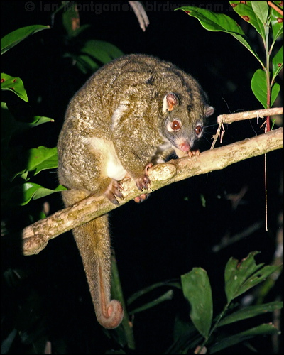 Green Ringtail Possum greenringtailpossum_36479.psd