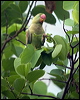alexandrineparakeet_142397
