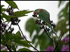 alexandrineparakeet_142401