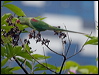 alexandrineparakeet_142404