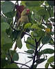 alexandrineparakeet_142412