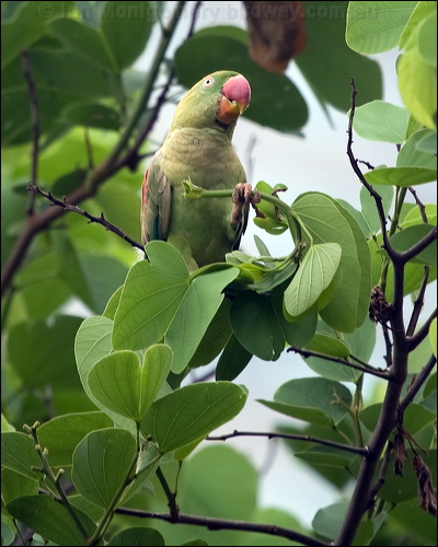 Alexandrine Parakeet alexandrineparakeet_142397.psd
