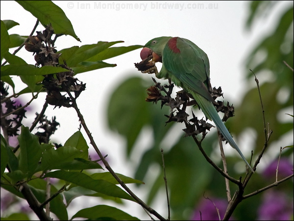 Alexandrine Parakeet alexandrineparakeet_142401.psd