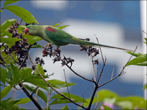 Alexandrine Parakeet alexandrineparakeet_142404.psd