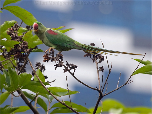 Alexandrine Parakeet alexandrineparakeet_142406.psd