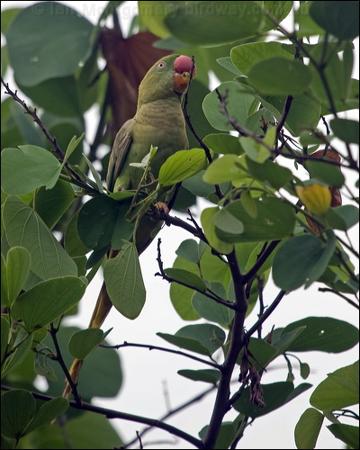 Alexandrine Parakeet alexandrineparakeet_142412.psd