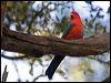 king_parrot_141846