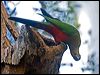 king_parrot_141856