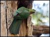 king_parrot_141867