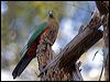 king_parrot_141869