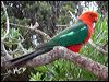 king_parrot_15330