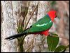 king_parrot_35993