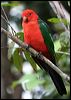 king_parrot_36172