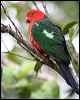king_parrot_36180