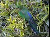 king_parrot_60246