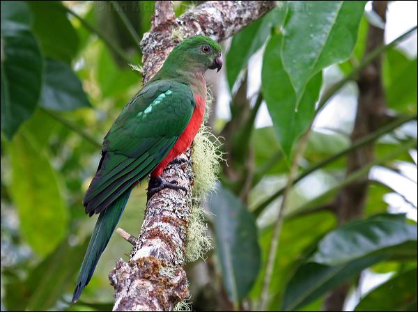 Australian King Parrot king_parrot_36038.jpg