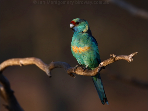 Australian Ringneck australian_ringneck_88735.psd