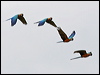 blue_n_yellow_macaw_26237