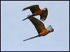 blue_n_yellow_macaw_26240