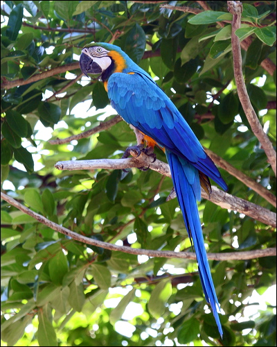 Blue and Yellow Macaw blue_n_yellow_macaw_21171.psd