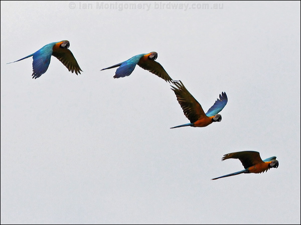 Blue and Yellow Macaw blue_n_yellow_macaw_26237.psd