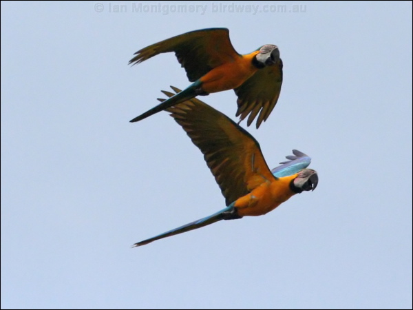 Blue and Yellow Macaw blue_n_yellow_macaw_26240.psd